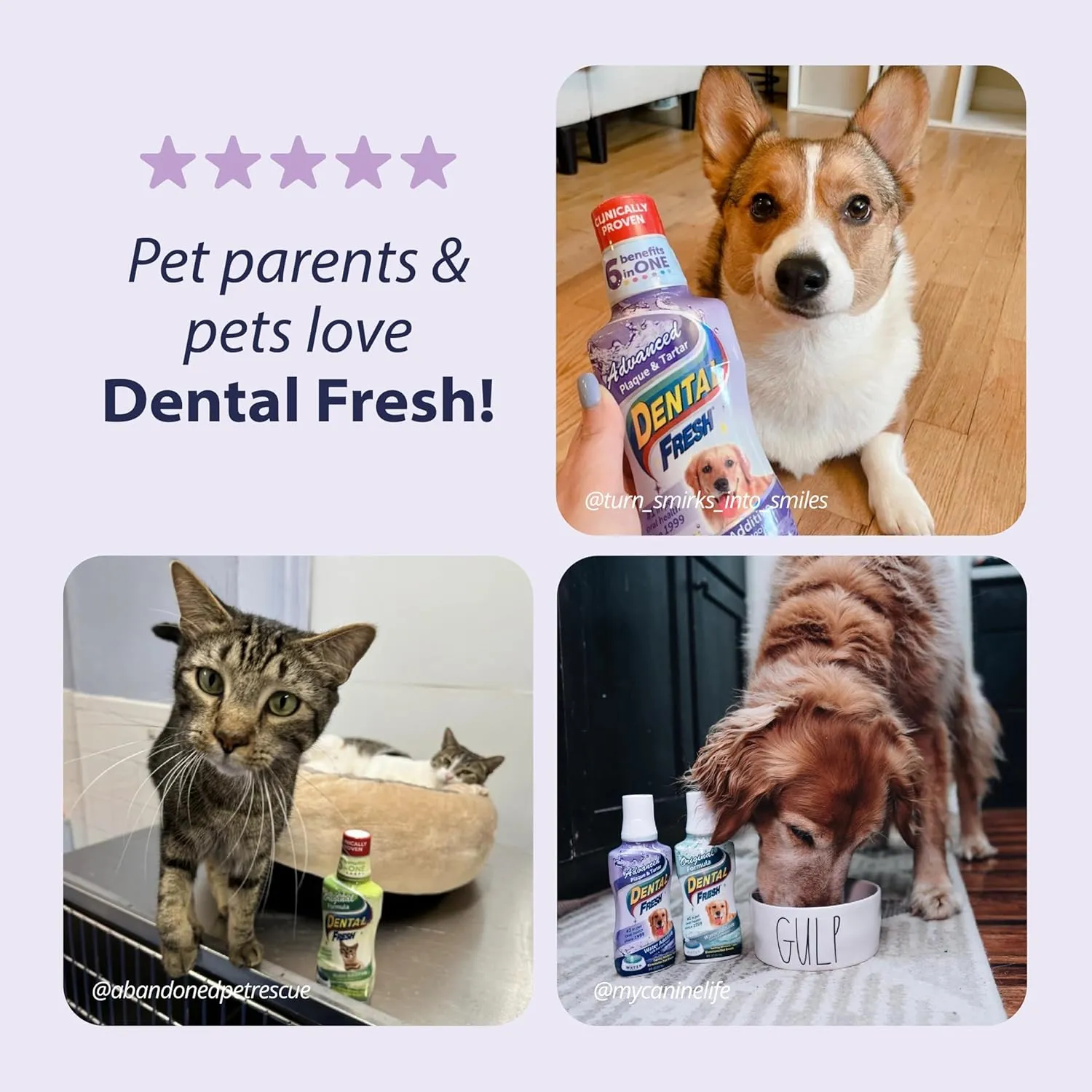 Dental Fresh Advanced Plaque and Tartar Water Additive, 32oz  Dog Teeth Cleaning Formula to Freshen Breath and Improve Cat & Dog Dental Care